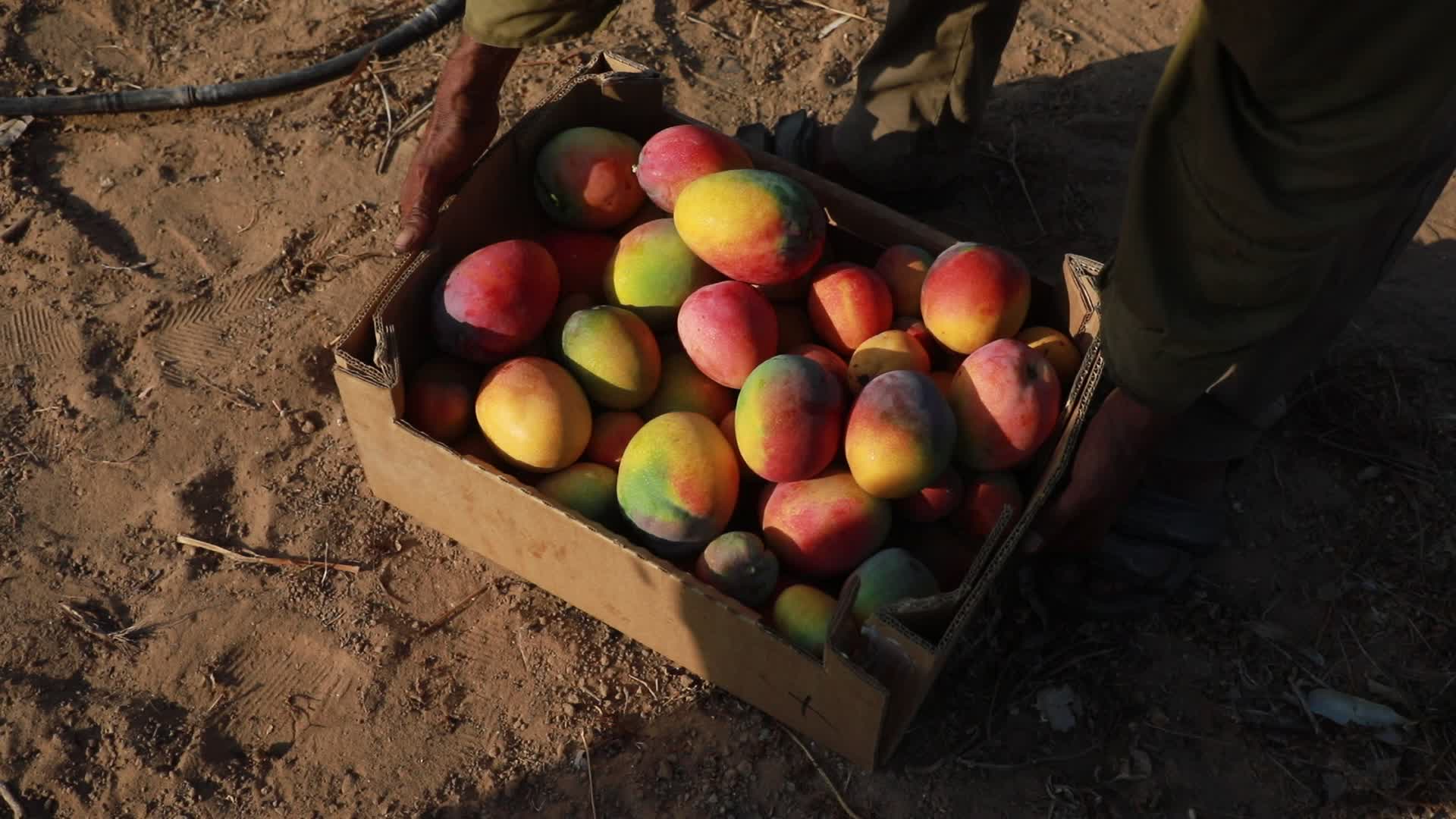 Mango harvesting in Gaza
