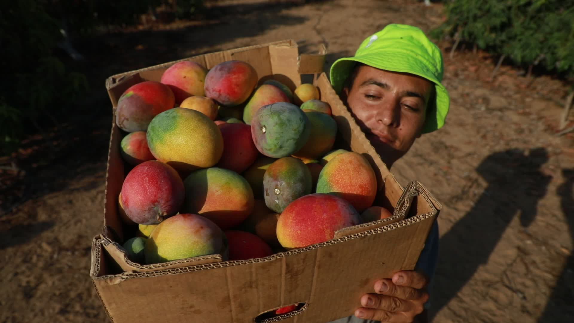 Mango harvesting in Gaza