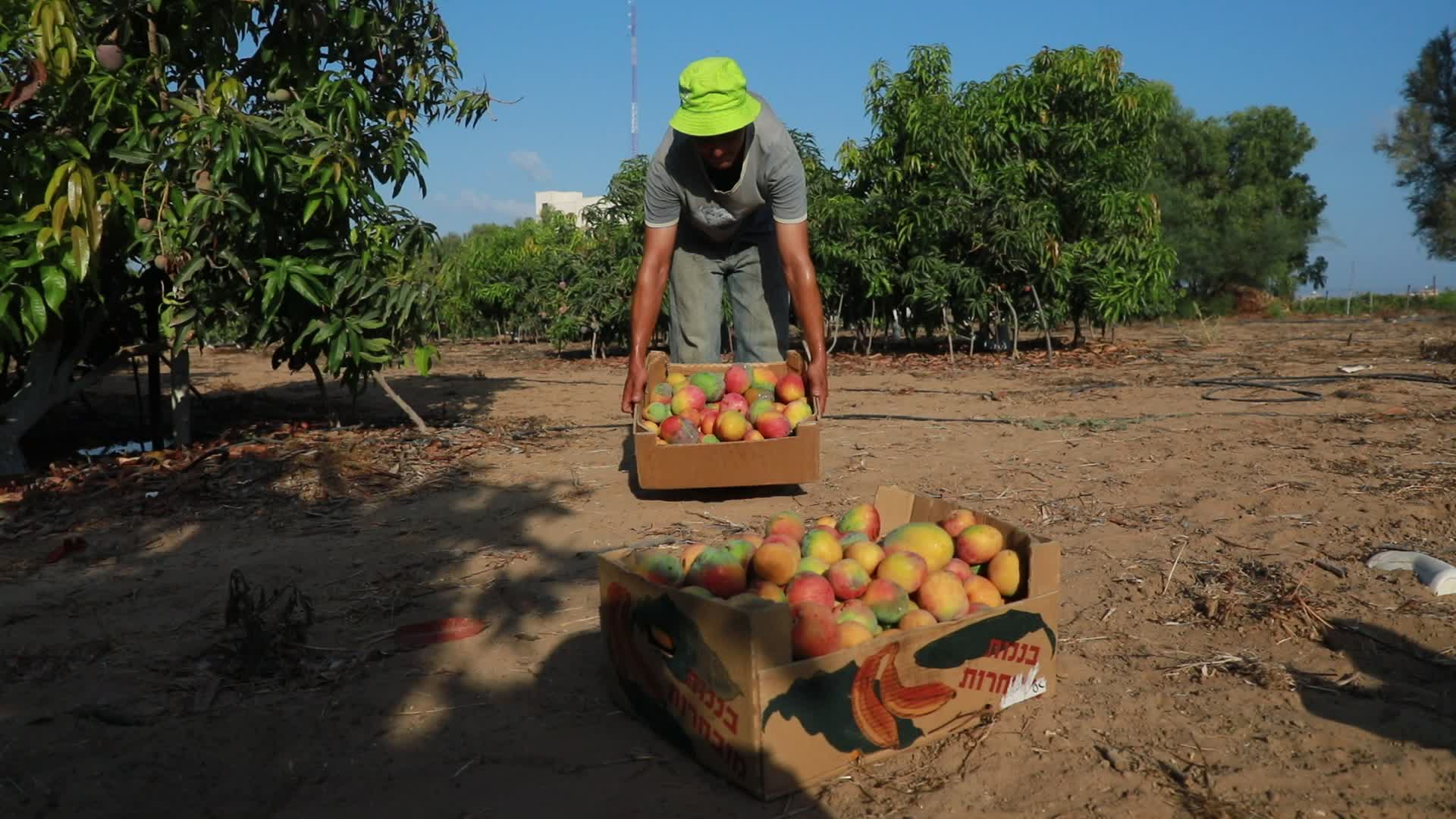 Mango harvesting in Gaza