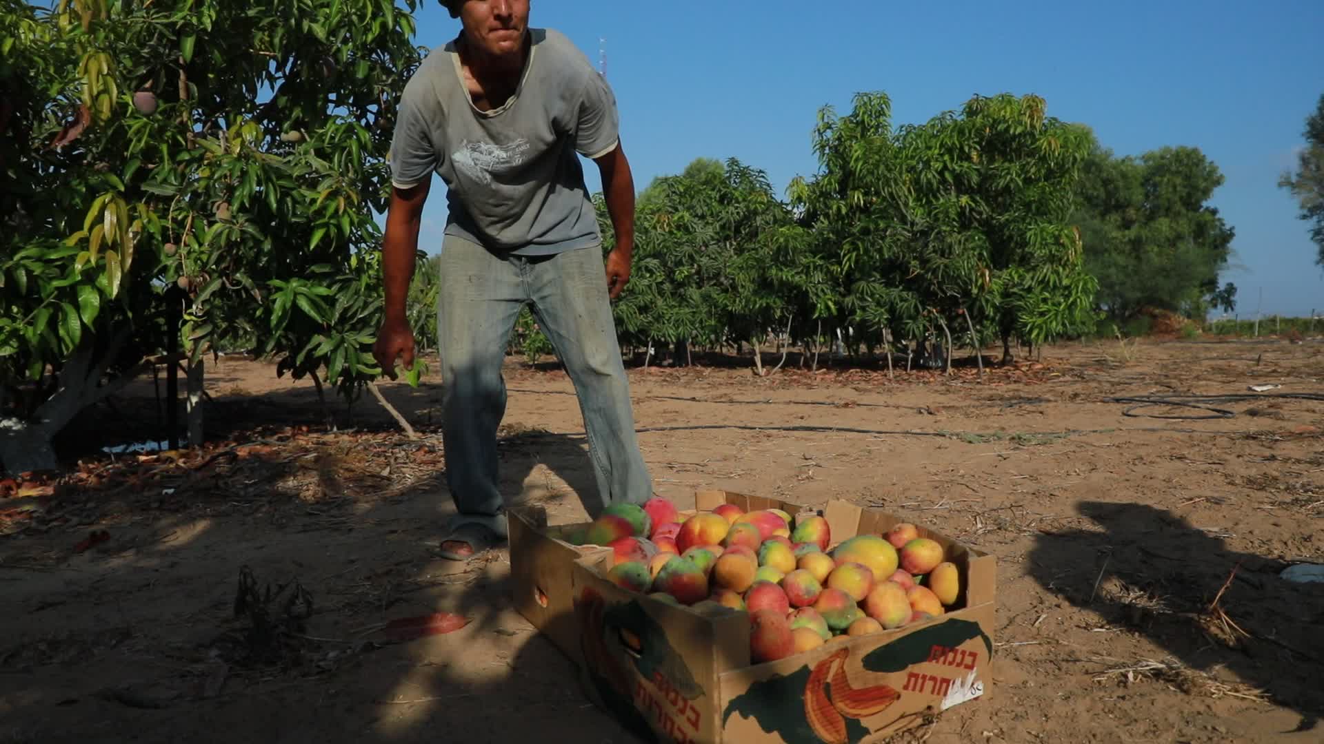 Mango harvesting in Gaza