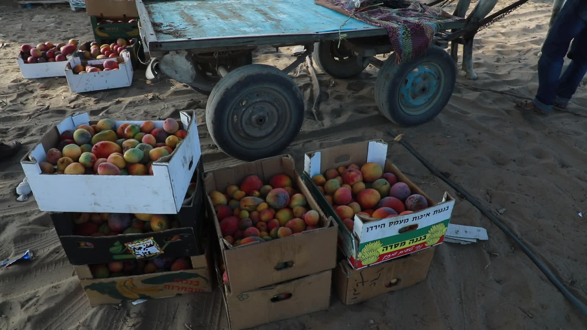 Mango harvesting in Gaza