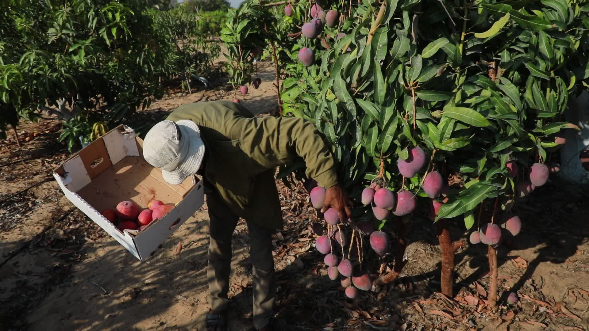 Mango harvesting in Gaza