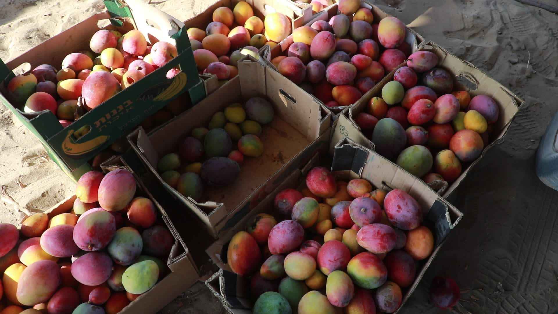 Mango harvesting in Gaza