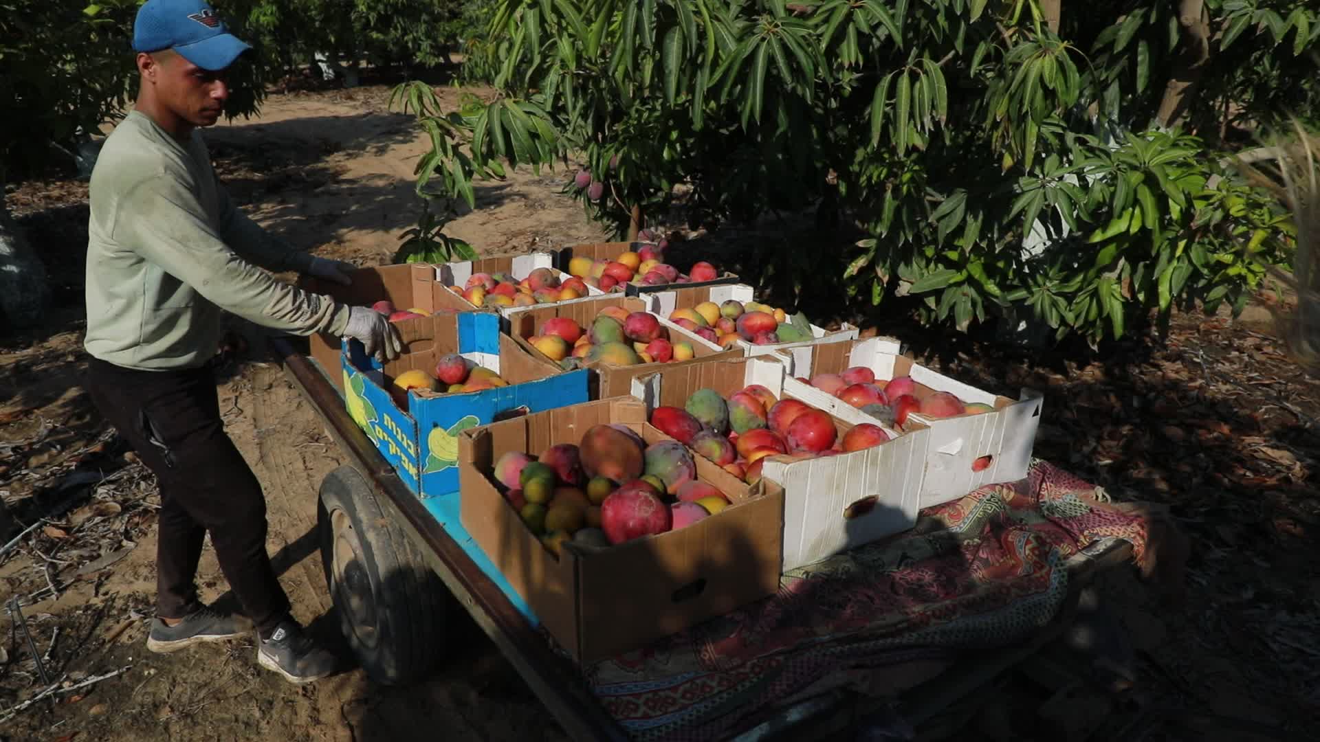 Mango harvesting in Gaza