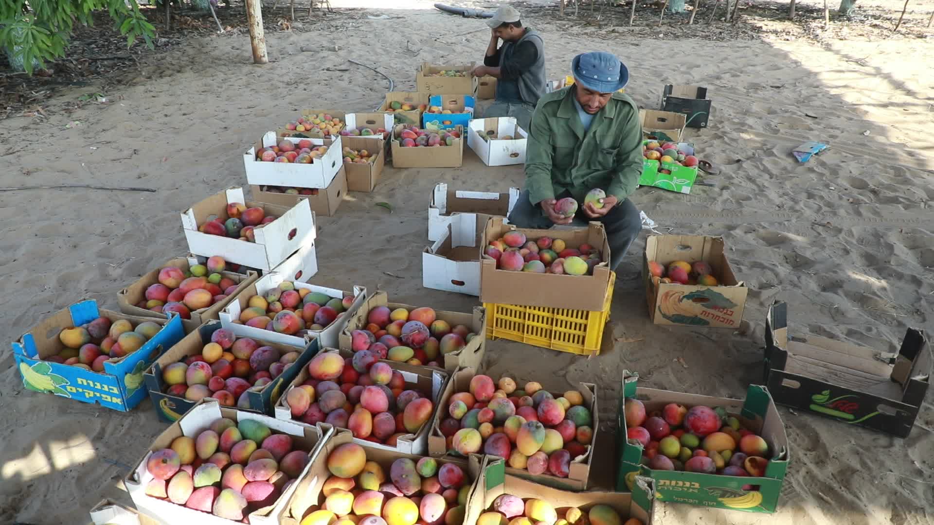 Mango harvesting in Gaza