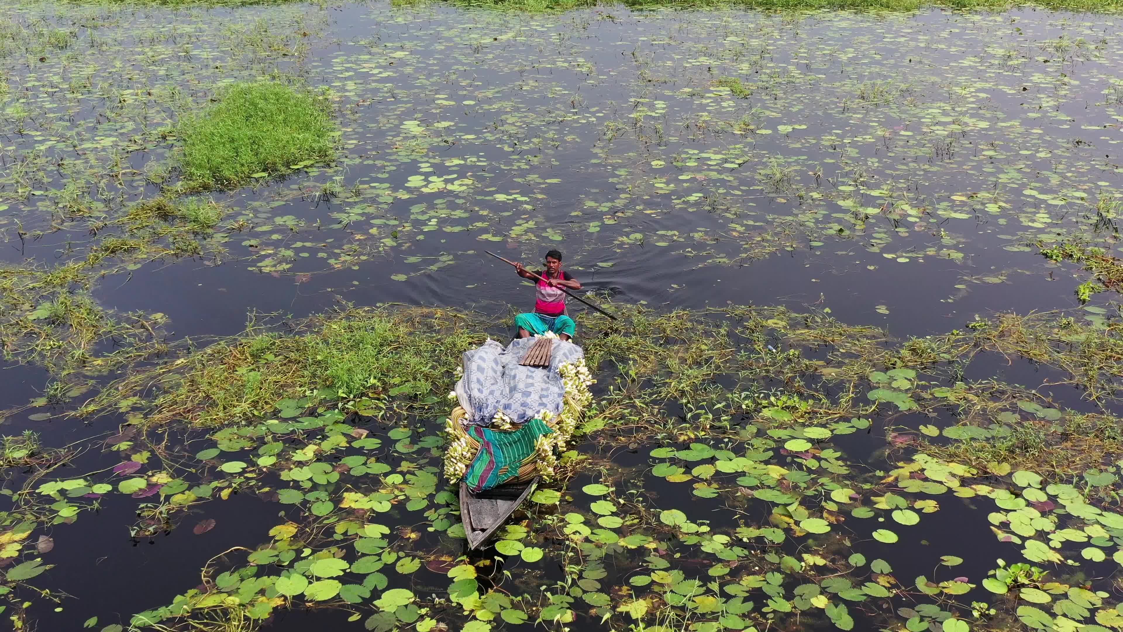 People collect water lilies in Munshiganj 