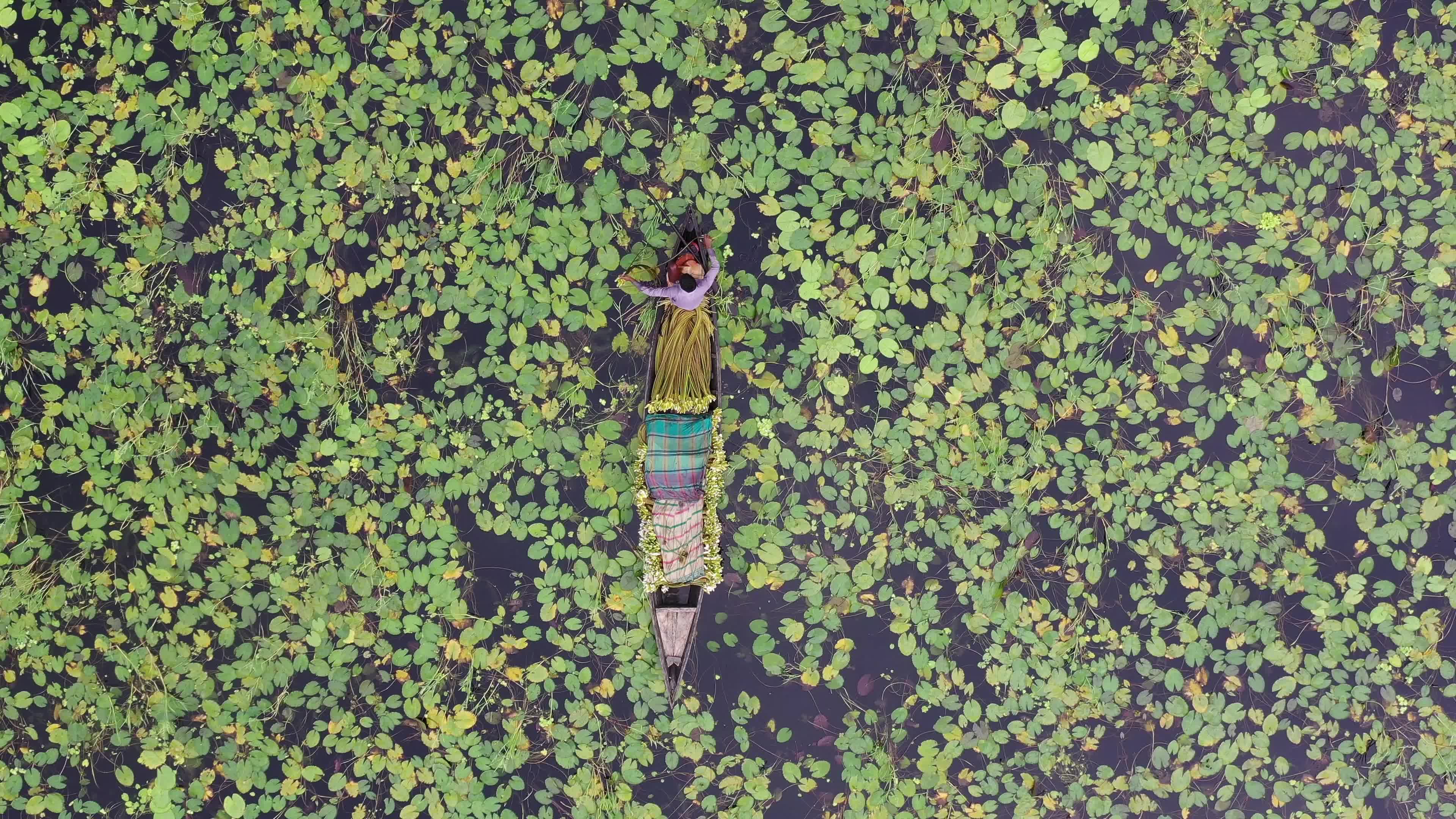 People collect water lilies in Munshiganj 