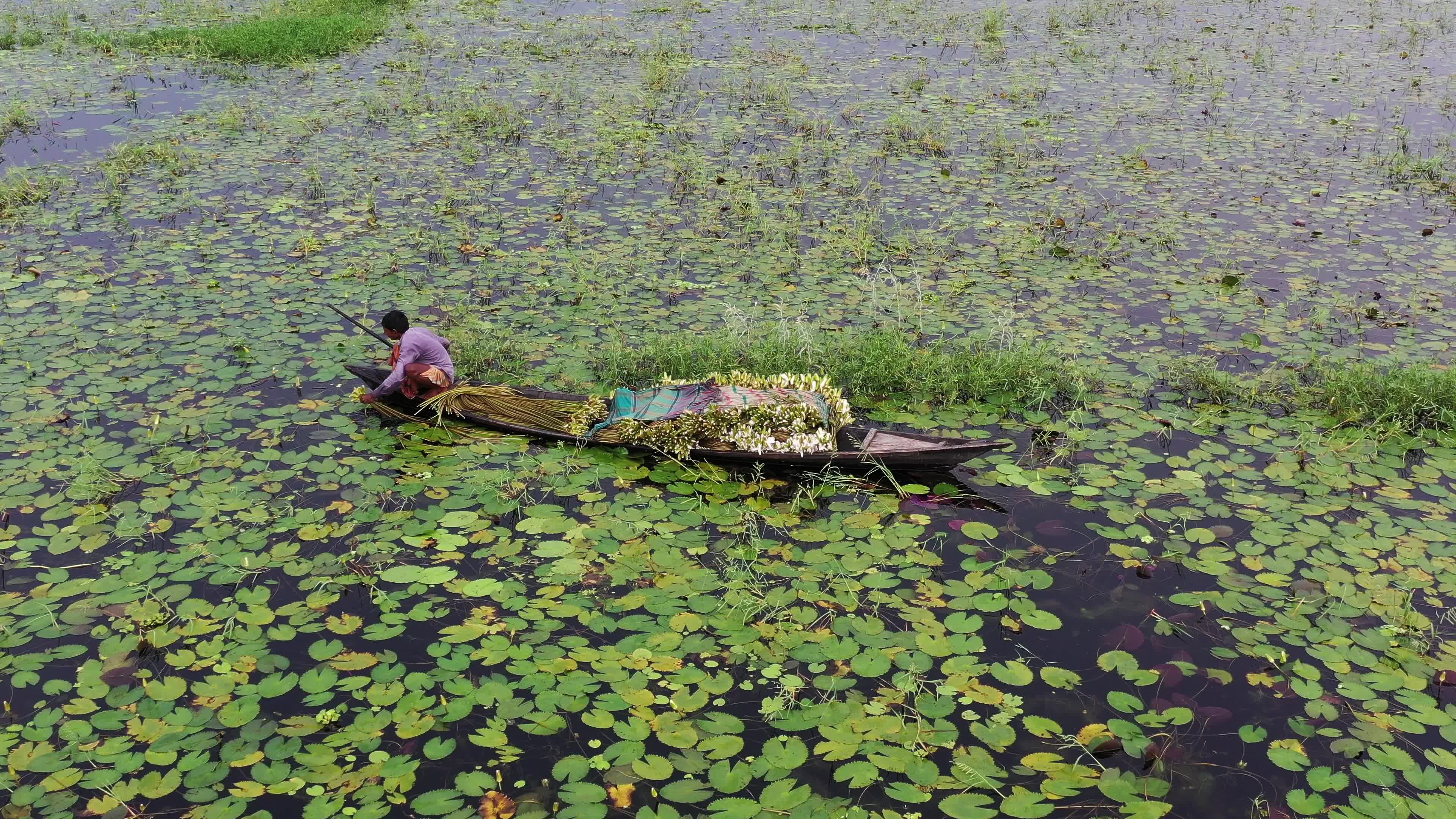 People collect water lilies in Munshiganj 