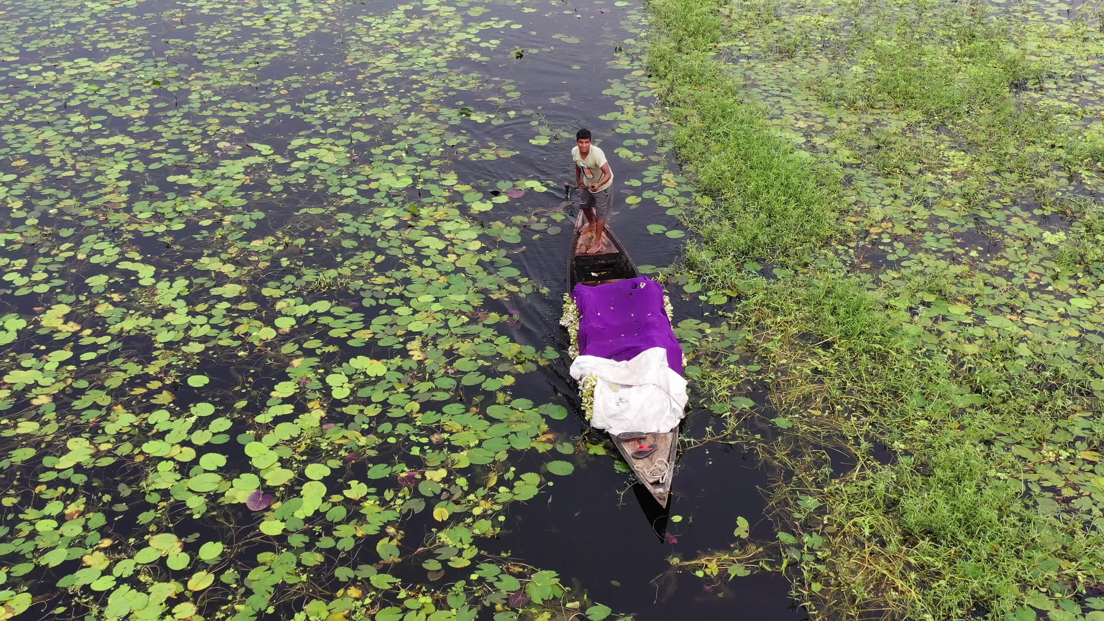 People collect water lilies in Munshiganj 