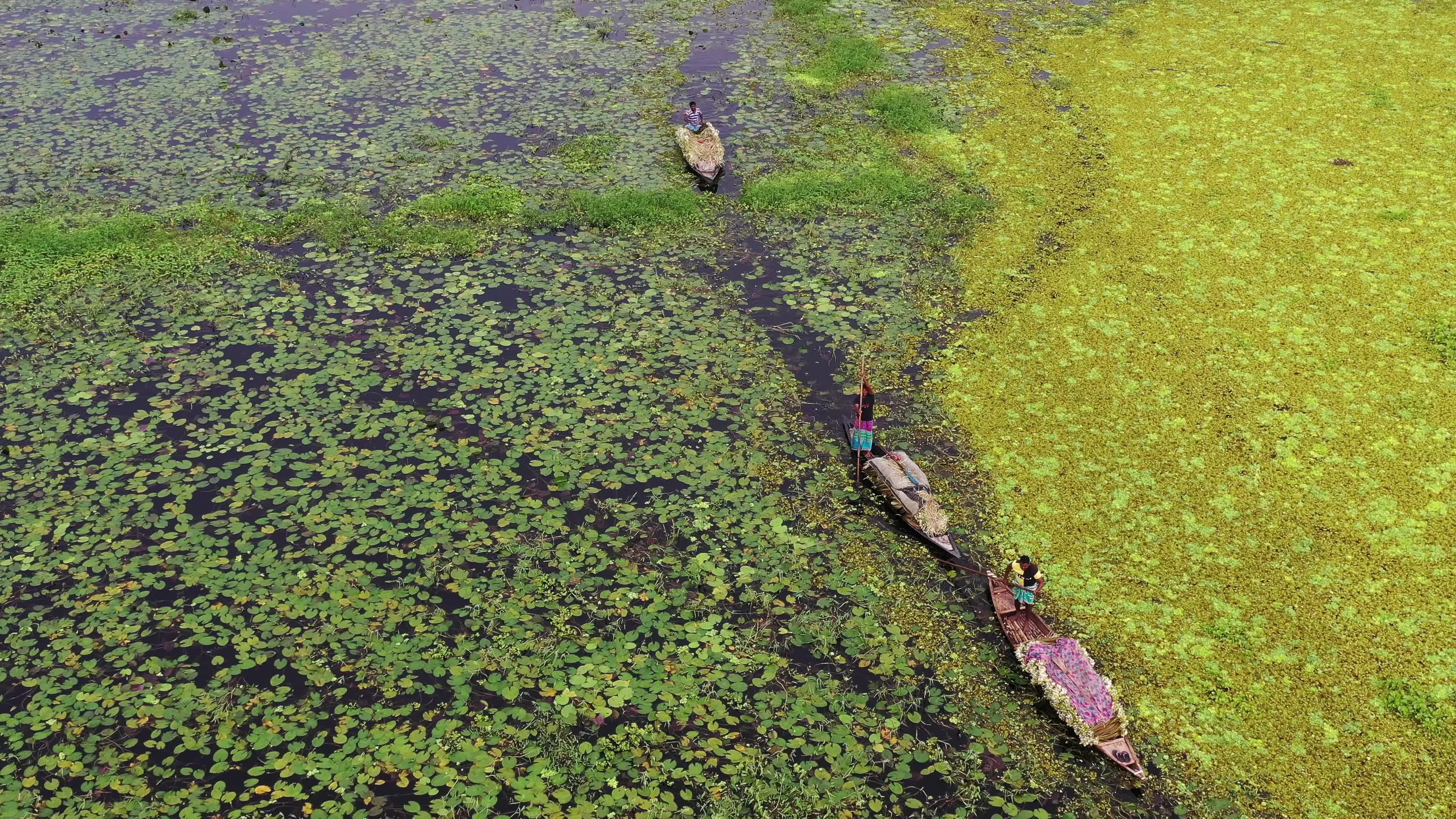 People collect water lilies in Munshiganj 