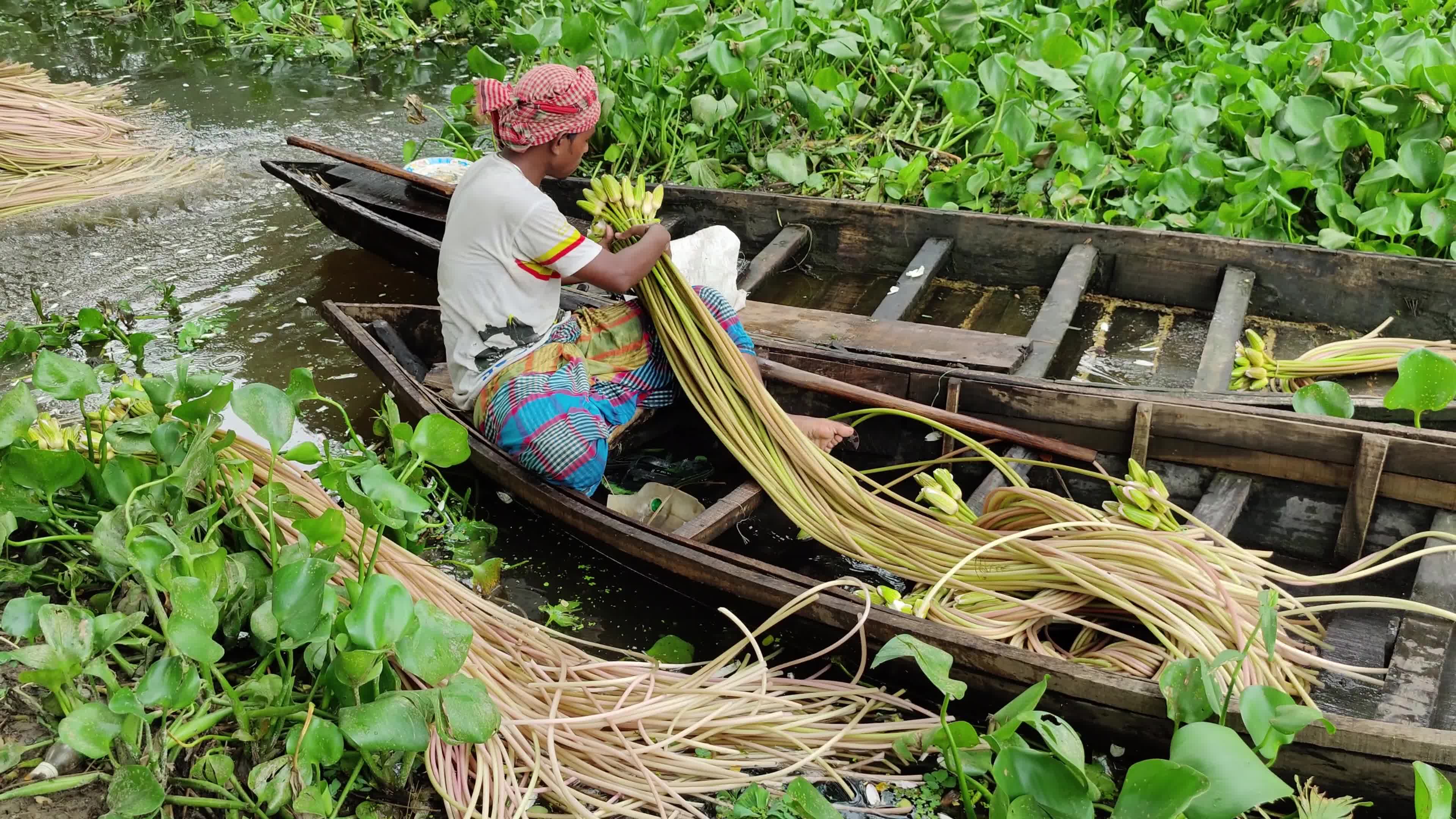 People collect water lilies in Munshiganj 