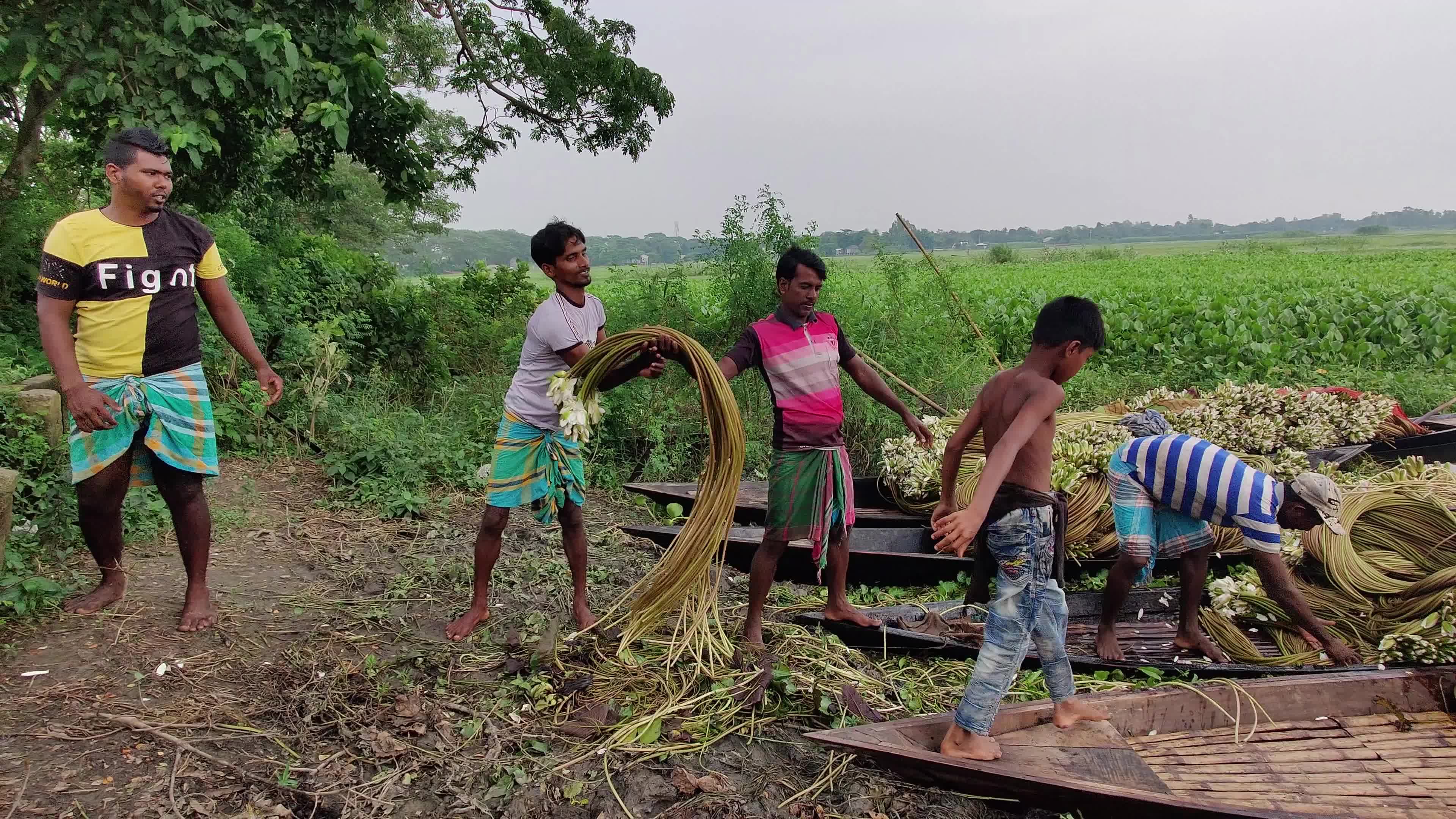 People collect water lilies in Munshiganj 