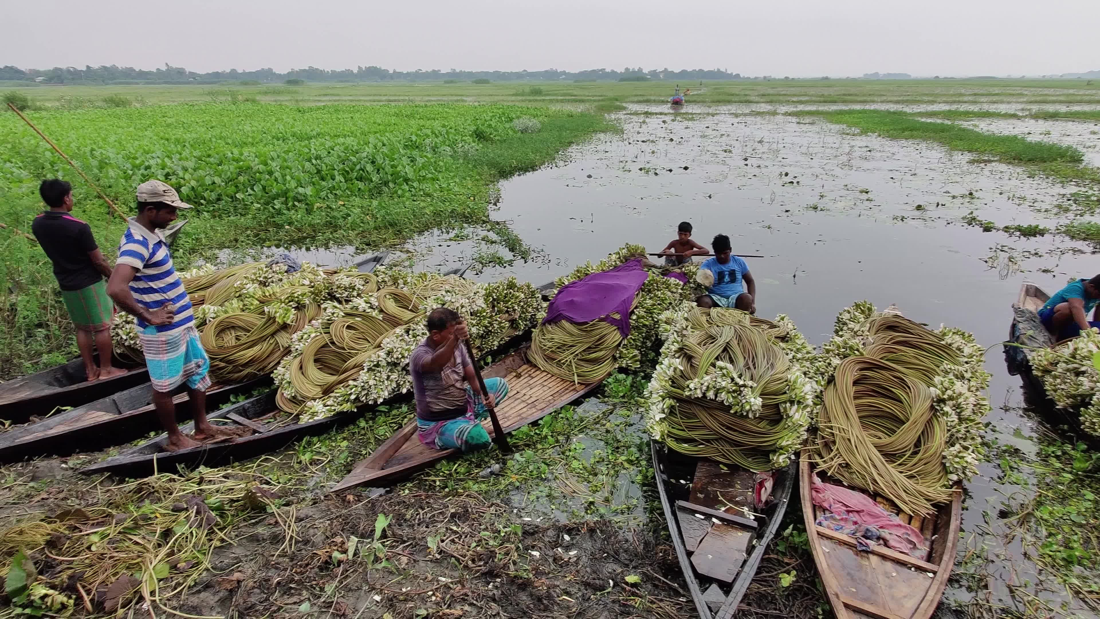 People collect water lilies in Arial Bill Munshiganj