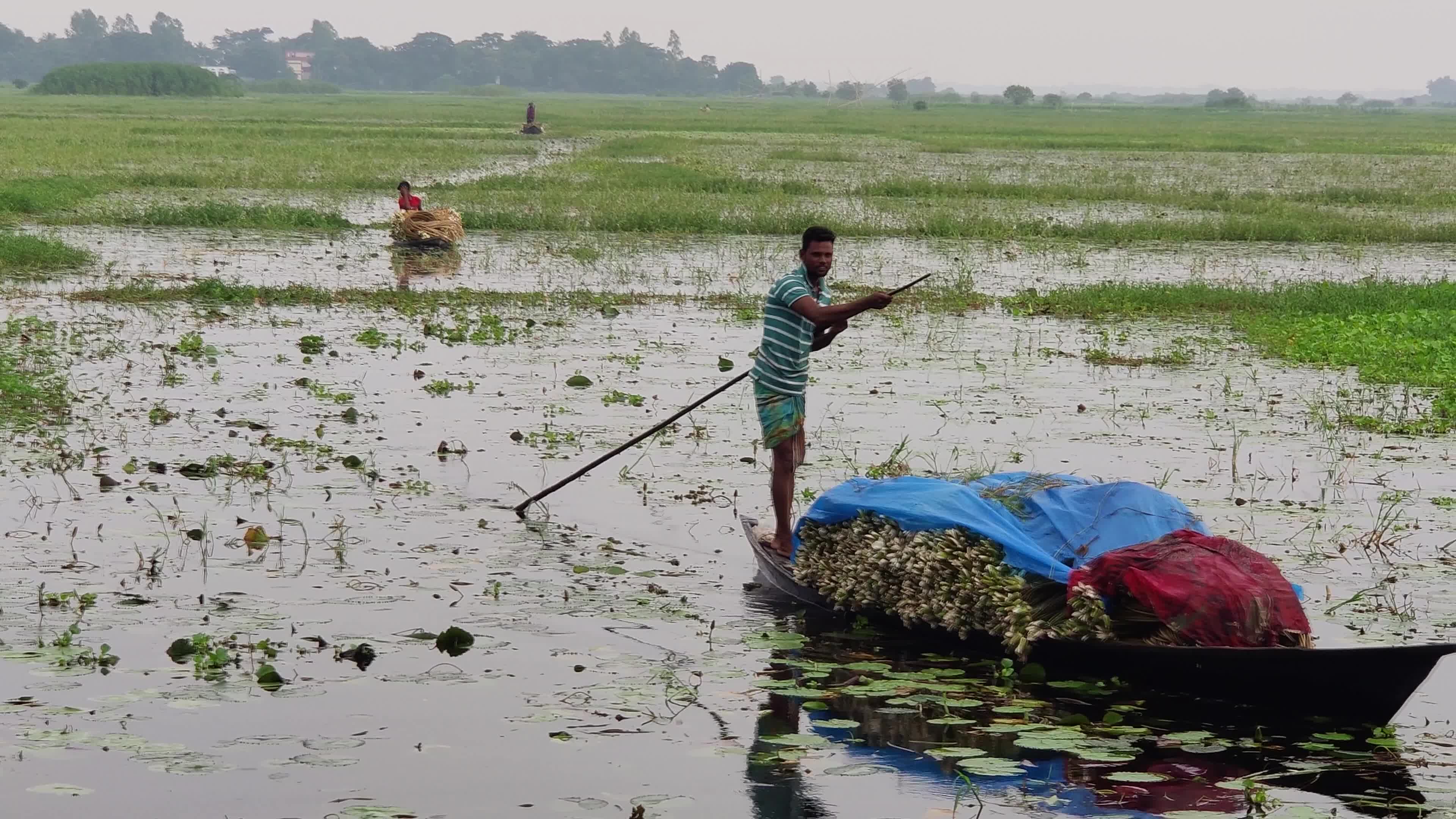 People collect water lilies in Arial Bill Munshiganj