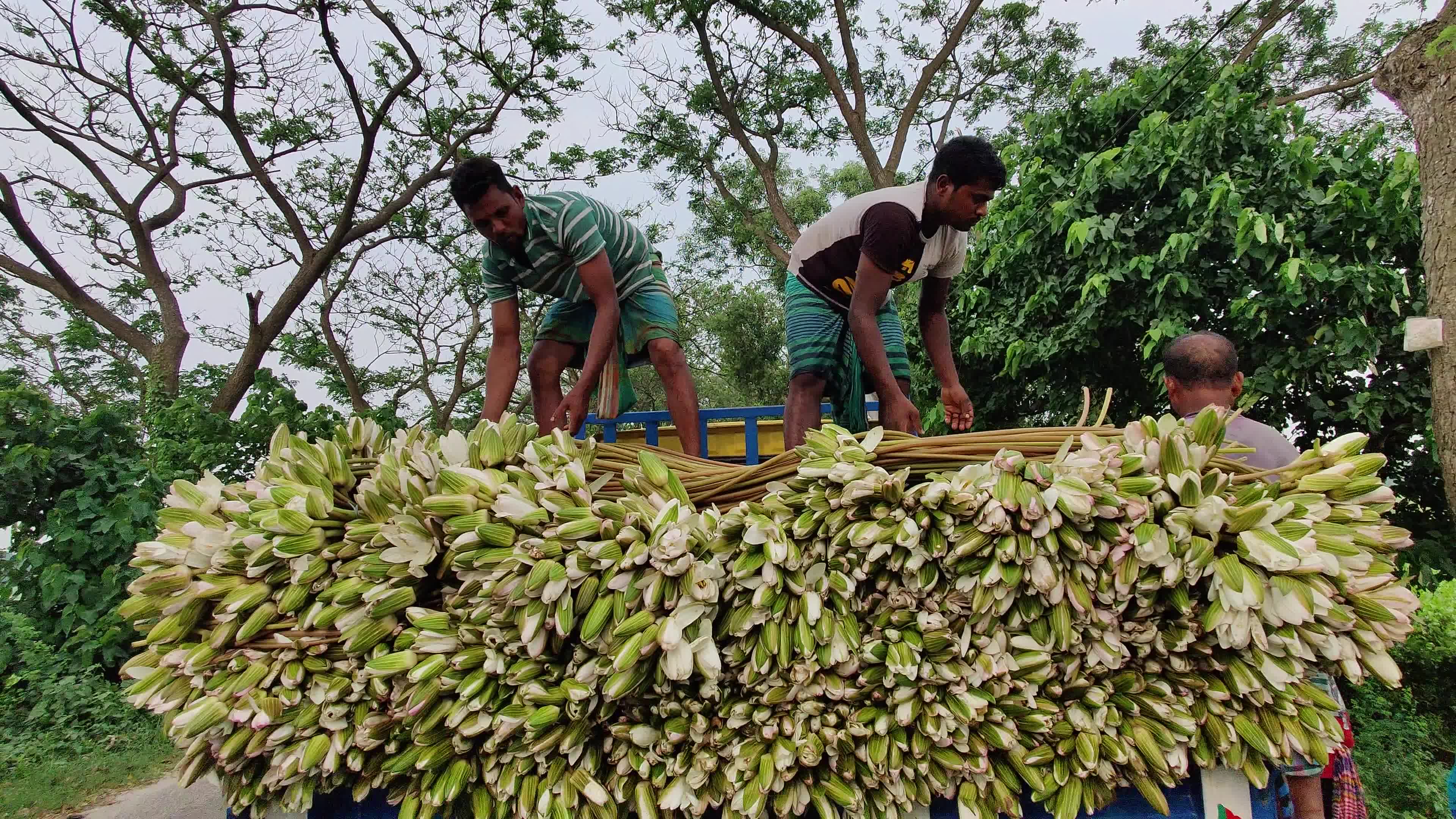 People collect water lilies in Arial Bill Munshiganj