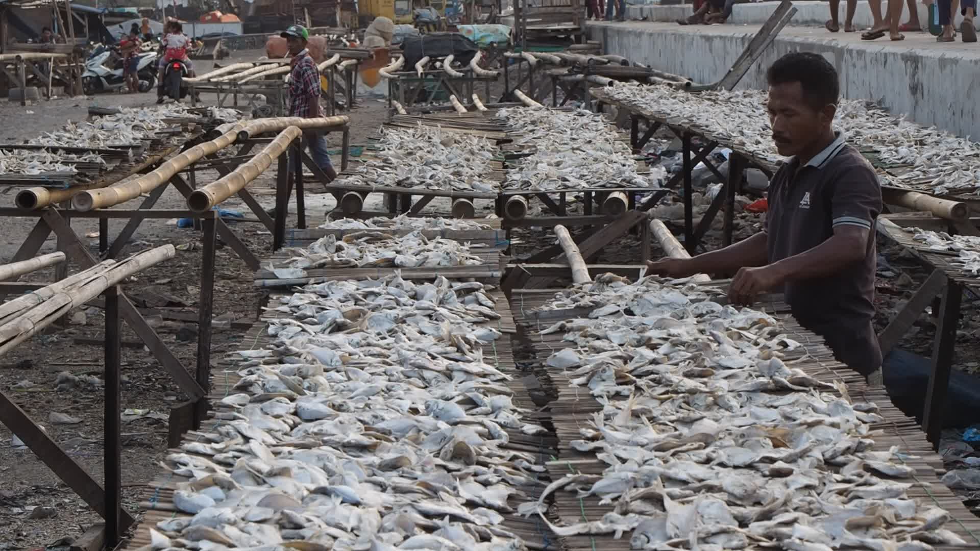 Cilincing Fish Market in Indonesia
