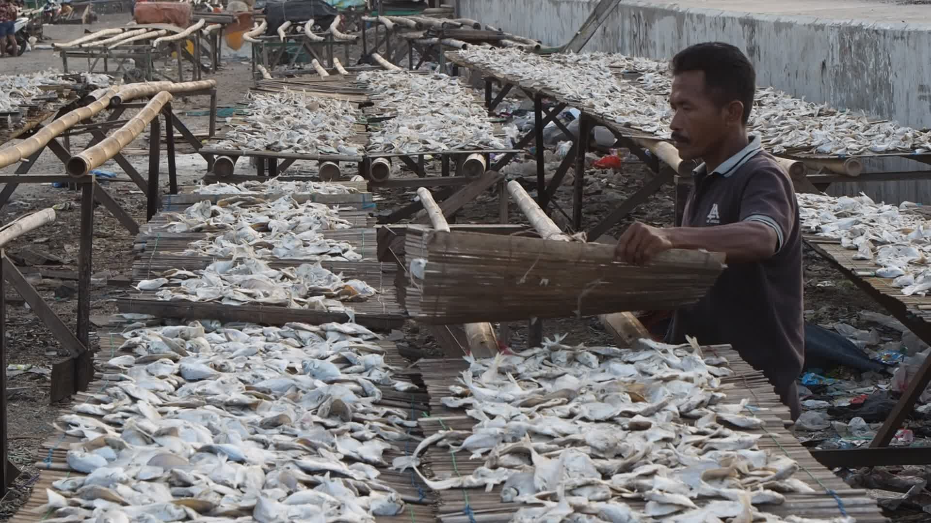 Cilincing Fish Market in Indonesia