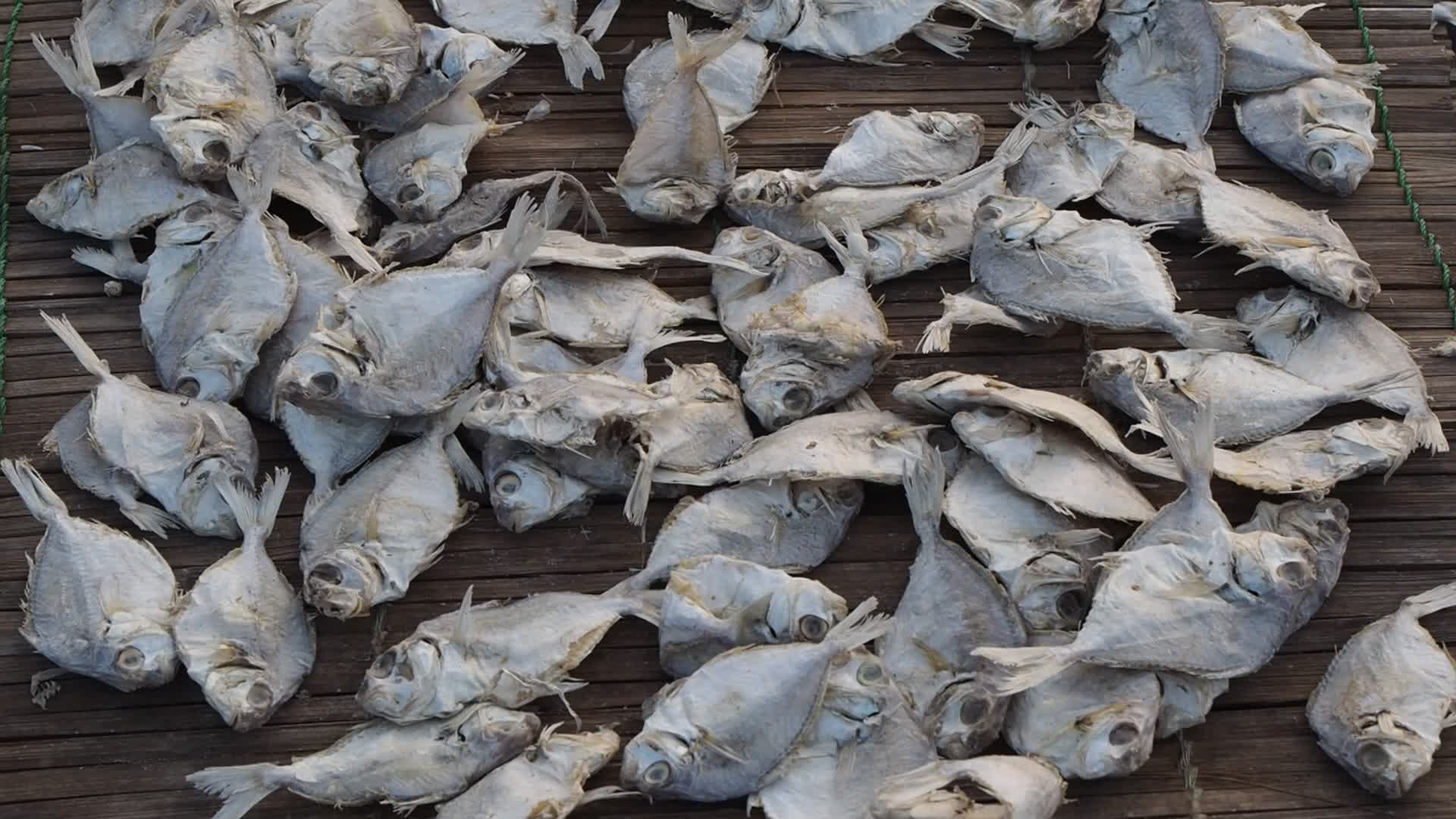 Cilincing Fish Market in Indonesia