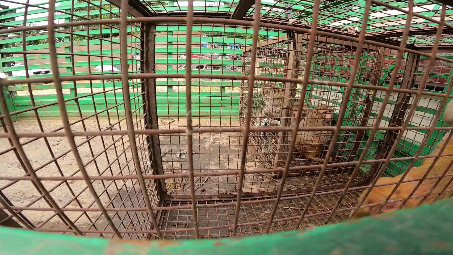 Wild monkeys huddle in a cage after being caught by trappers in Pushkar