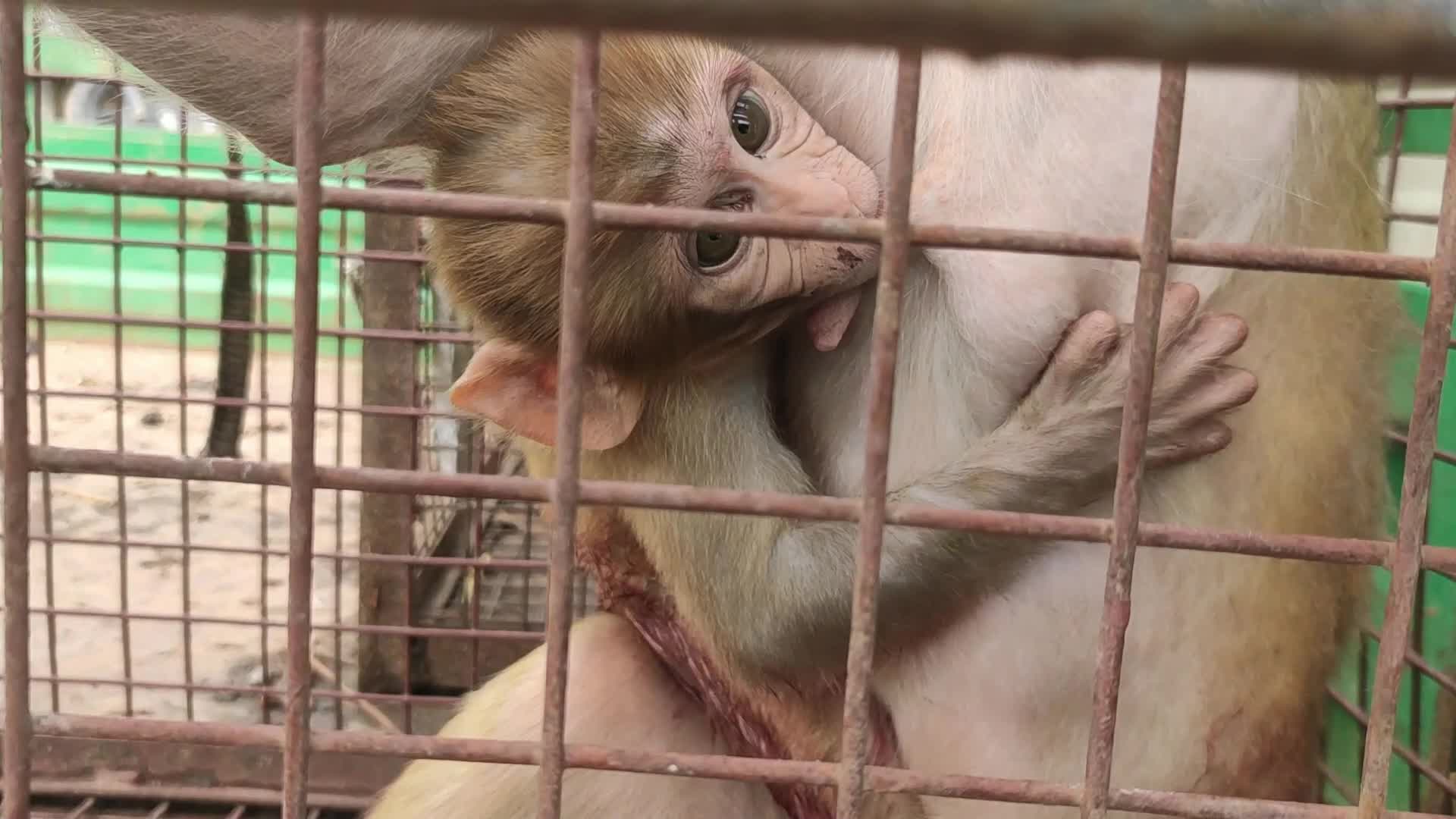 Wild monkeys huddle in a cage after being caught by trappers in Pushkar