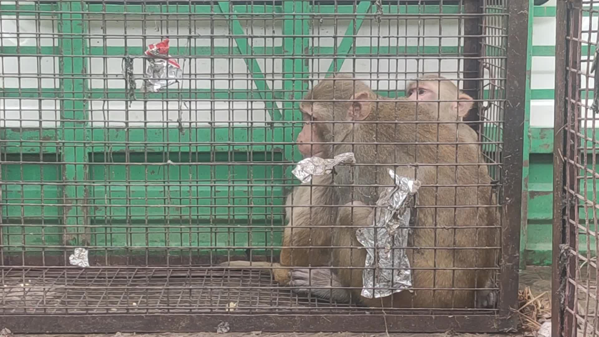 Wild monkeys huddle in a cage after being caught by trappers in Pushkar