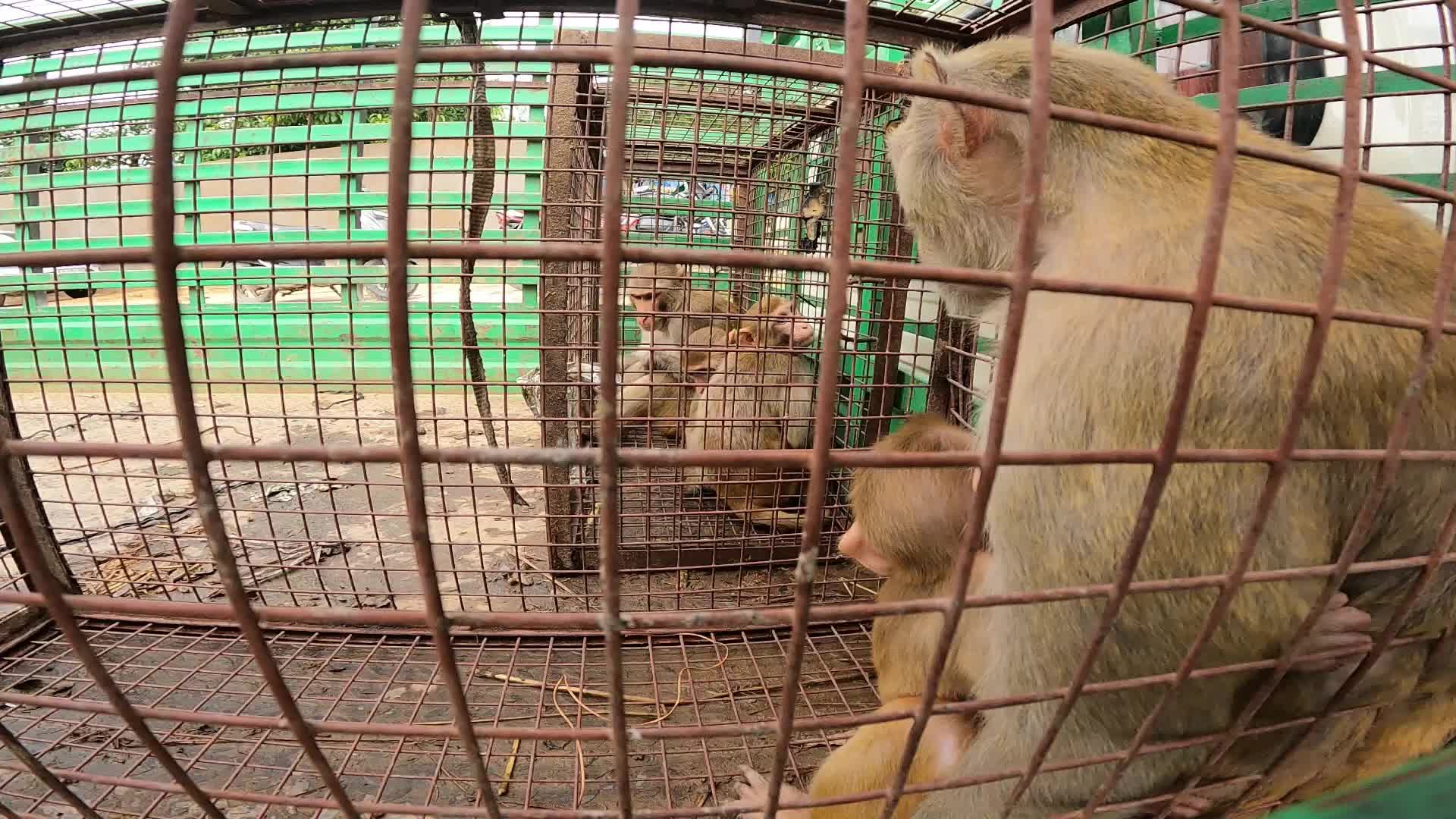 Wild monkeys huddle in a cage after being caught by trappers in Pushkar