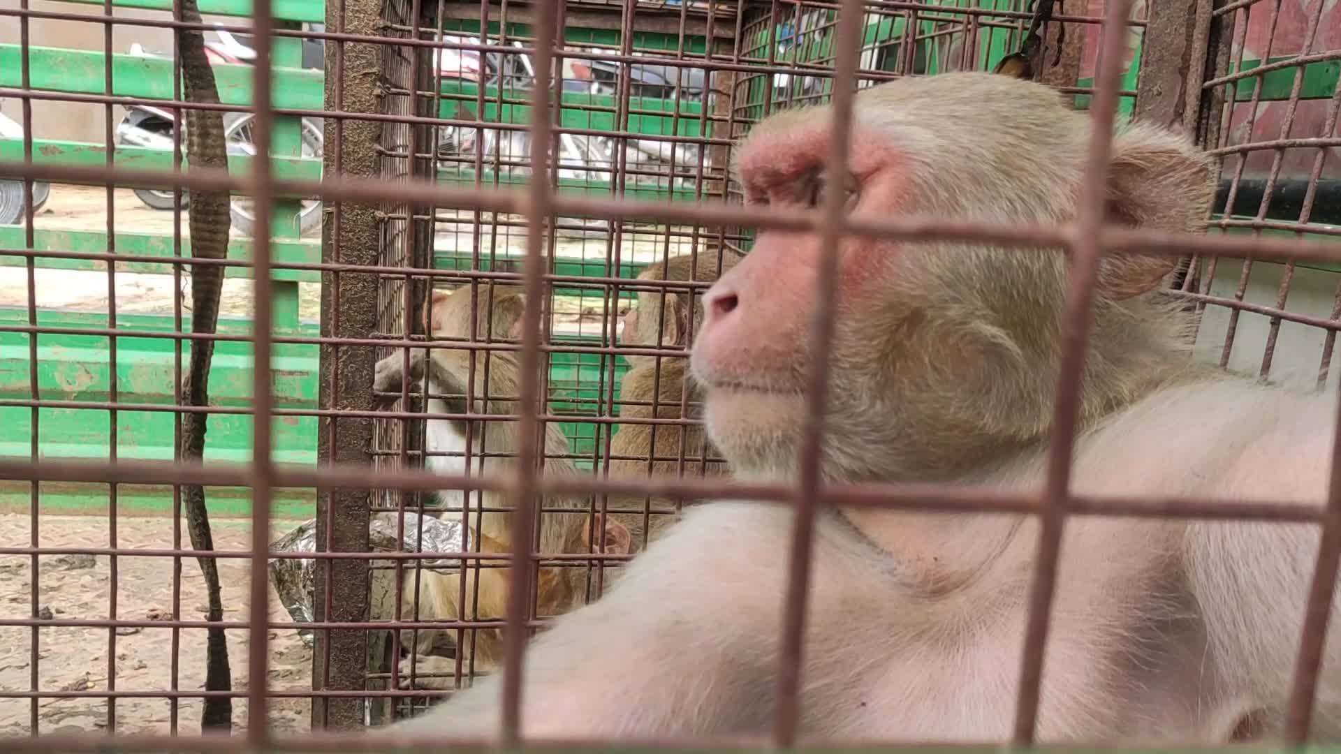 Wild monkeys huddle in a cage after being caught by trappers in Pushkar