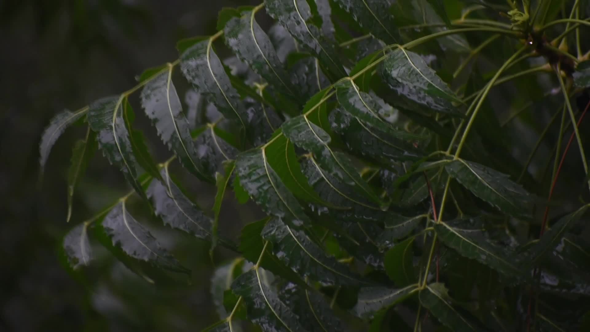 Monsoon in India