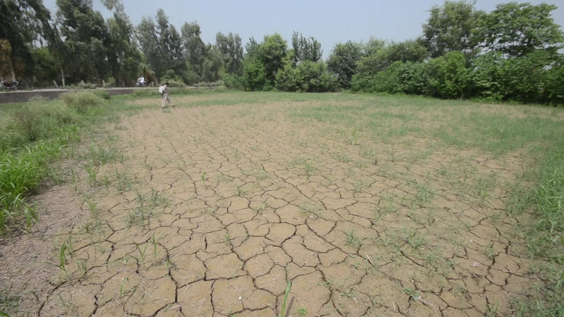 Badly affected paddy field by the heat wave and scanty rainfall in Peshawar