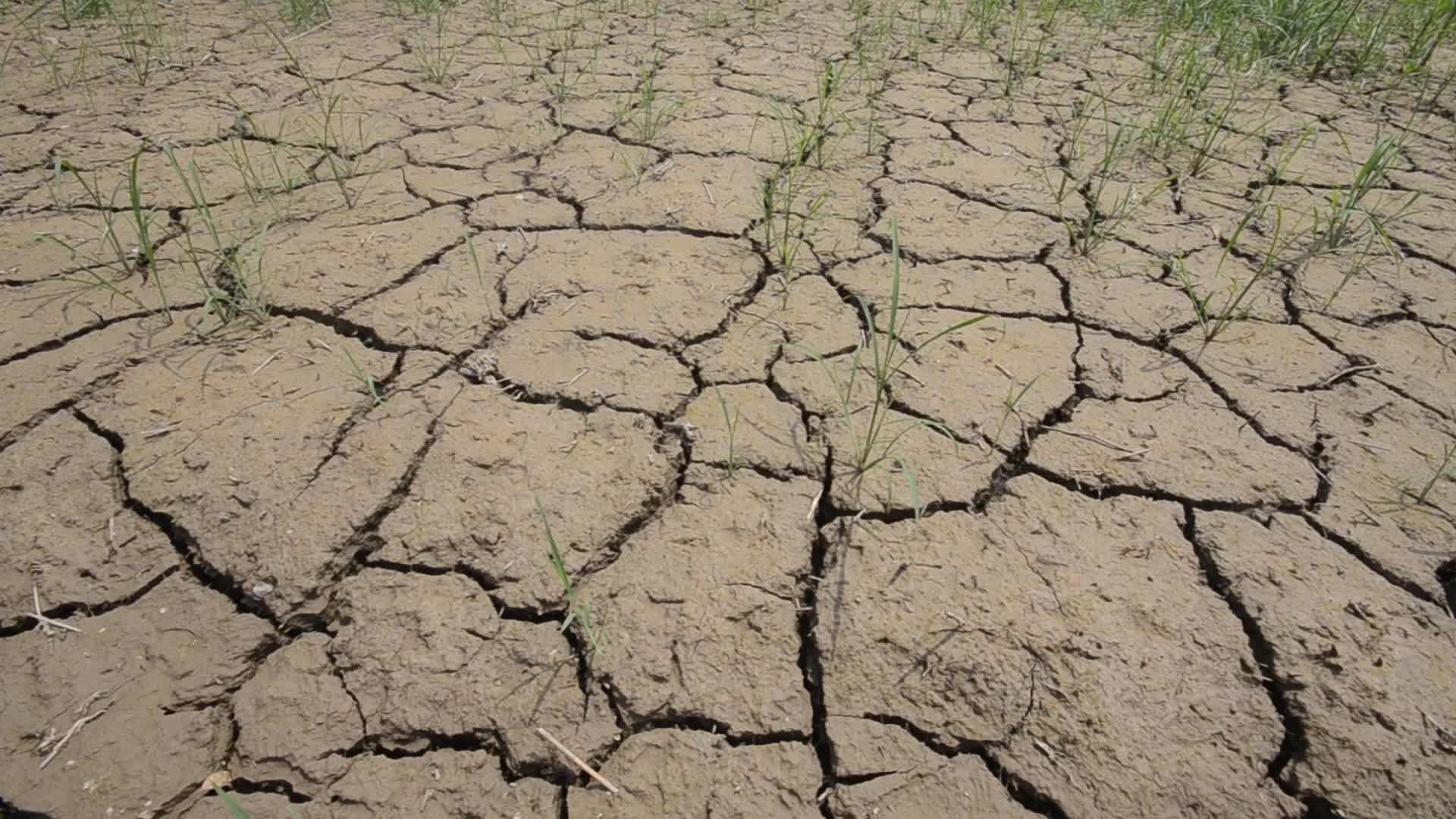 Badly affected paddy field by the heat wave and scanty rainfall in Peshawar