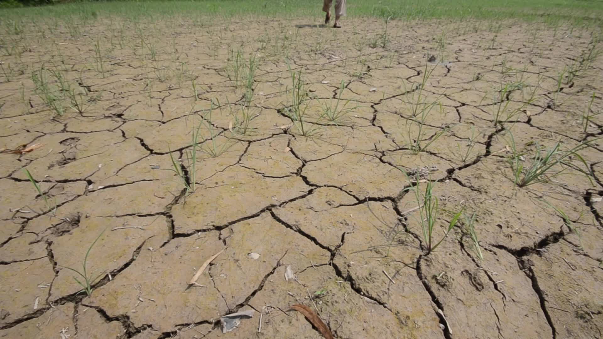 Badly affected paddy field by the heat wave and scanty rainfall in Peshawar