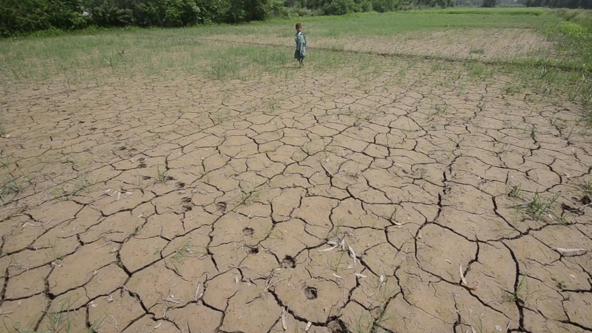 Badly affected paddy field by the heat wave and scanty rainfall in Peshawar