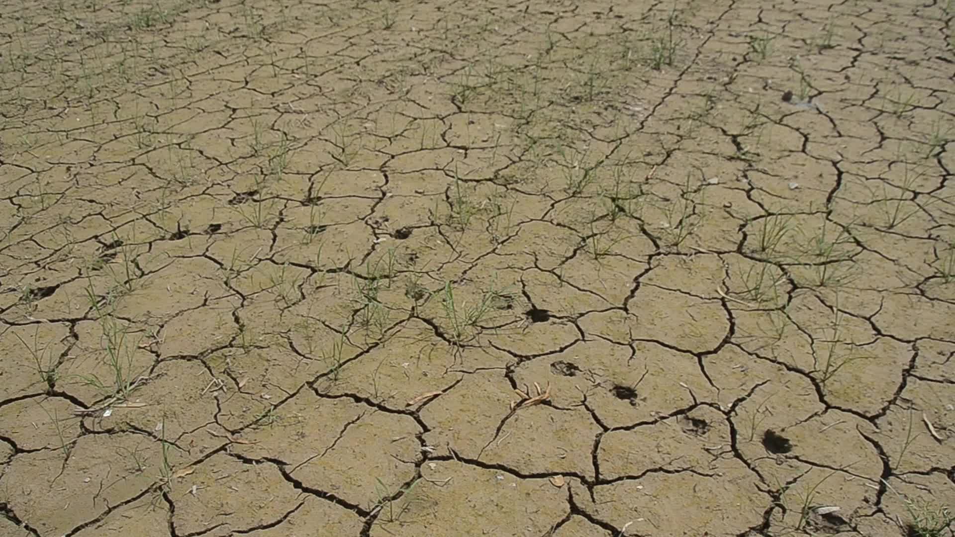 Badly affected paddy field by the heat wave and scanty rainfall in Peshawar