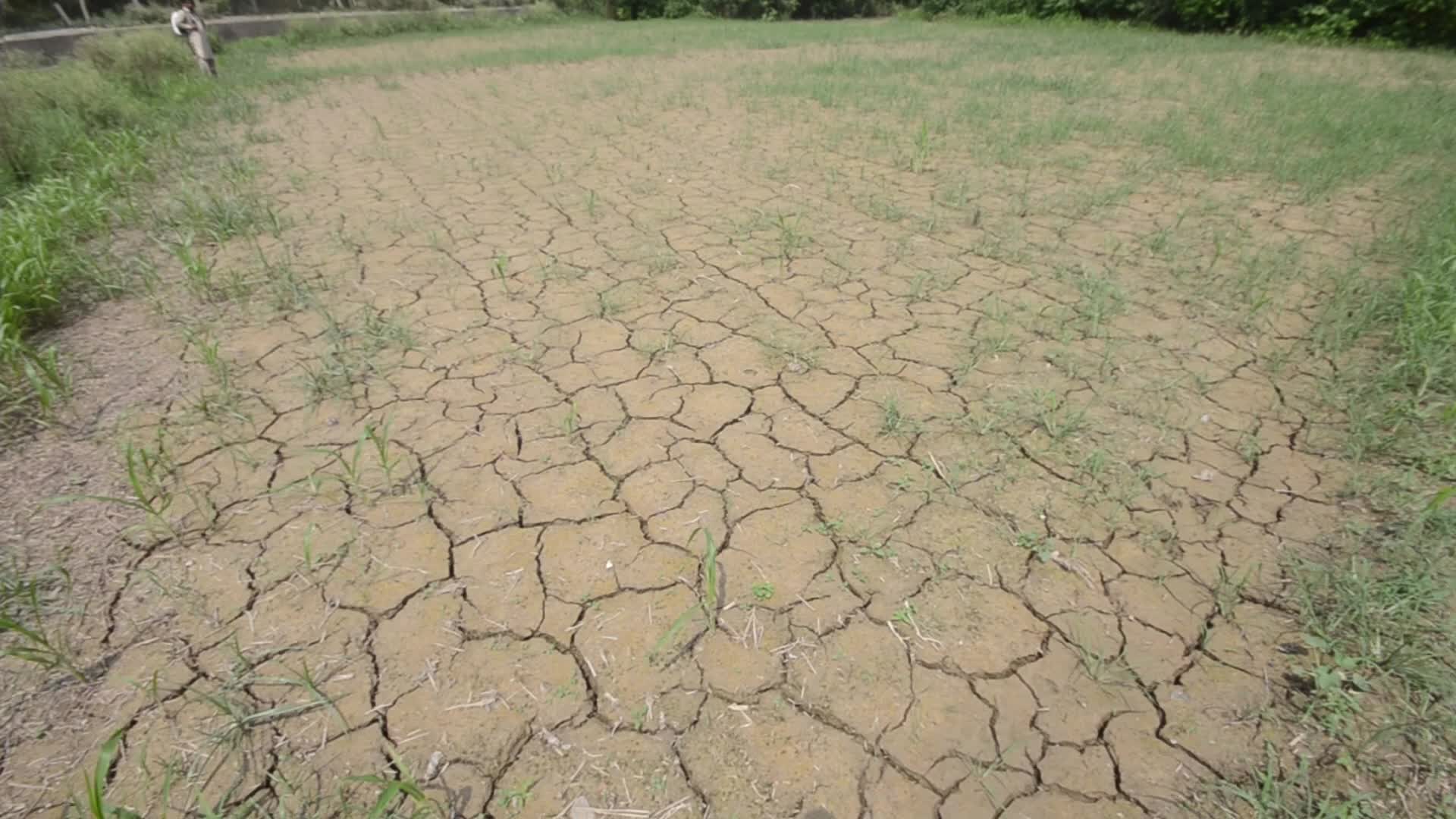 Badly affected paddy field by the heat wave and scanty rainfall in Peshawar