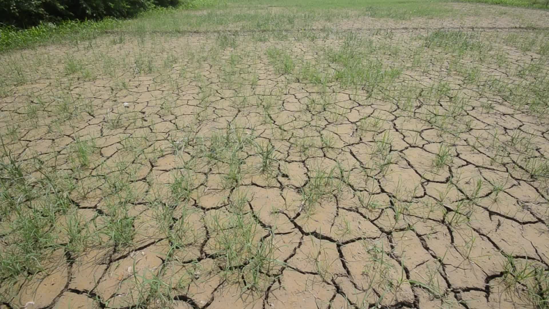 Badly affected paddy field by the heat wave and scanty rainfall in Peshawar