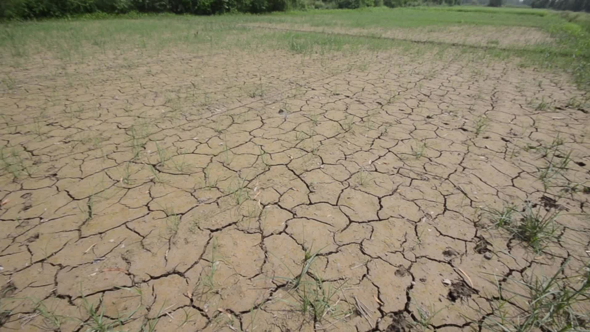 Badly affected paddy field by the heat wave and scanty rainfall in Peshawar