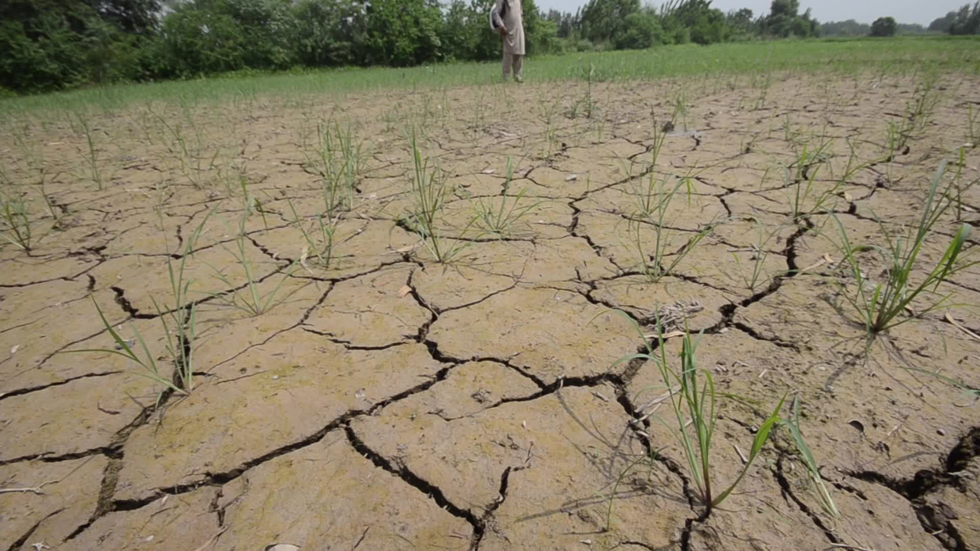 Badly affected paddy field by the heat wave and scanty rainfall in Peshawar