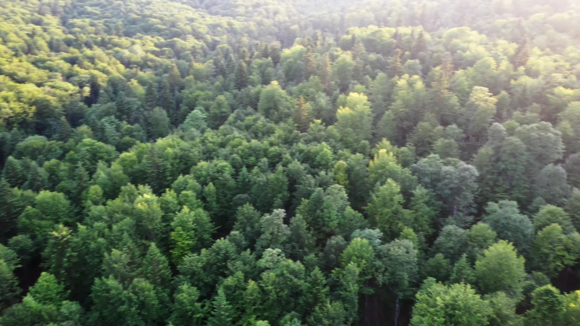 Deforestation Protest continues third month in east Poland