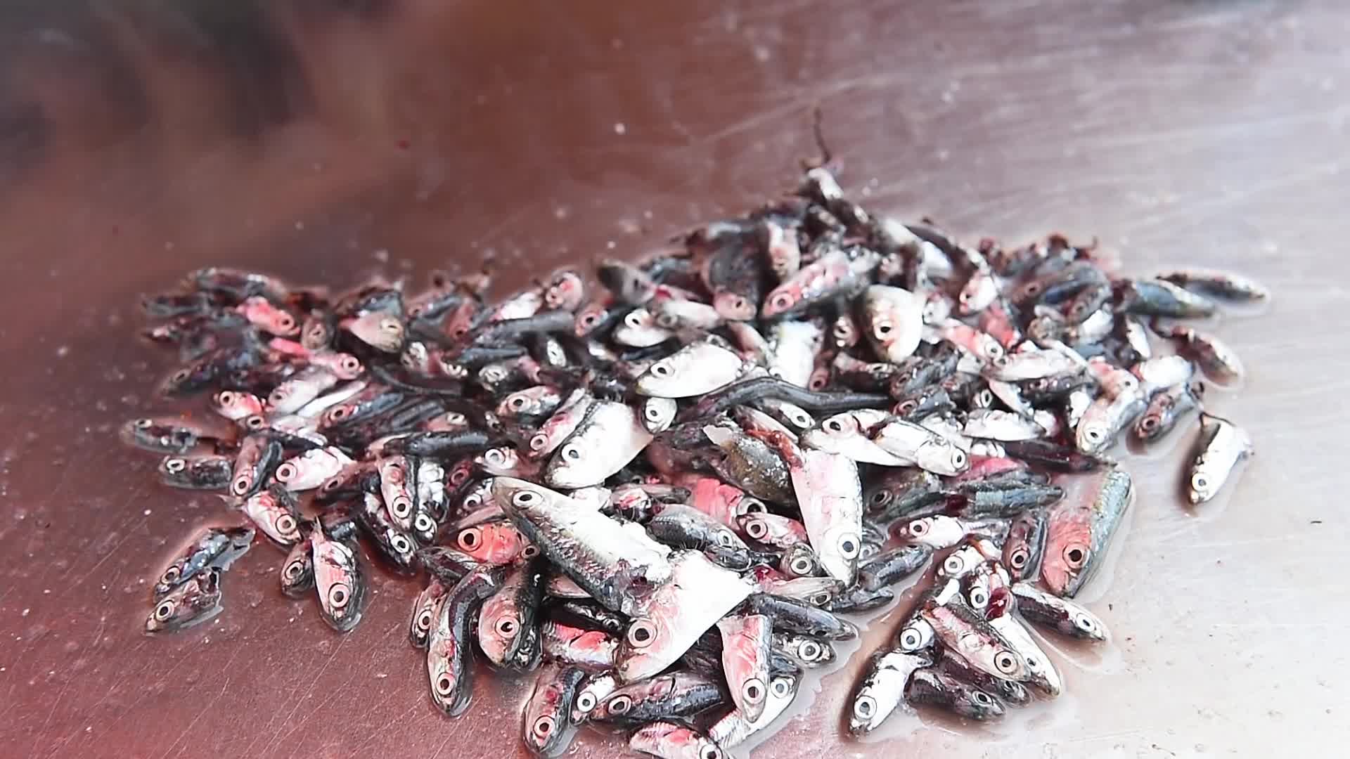Fishing in Beirut amid the economic crisis