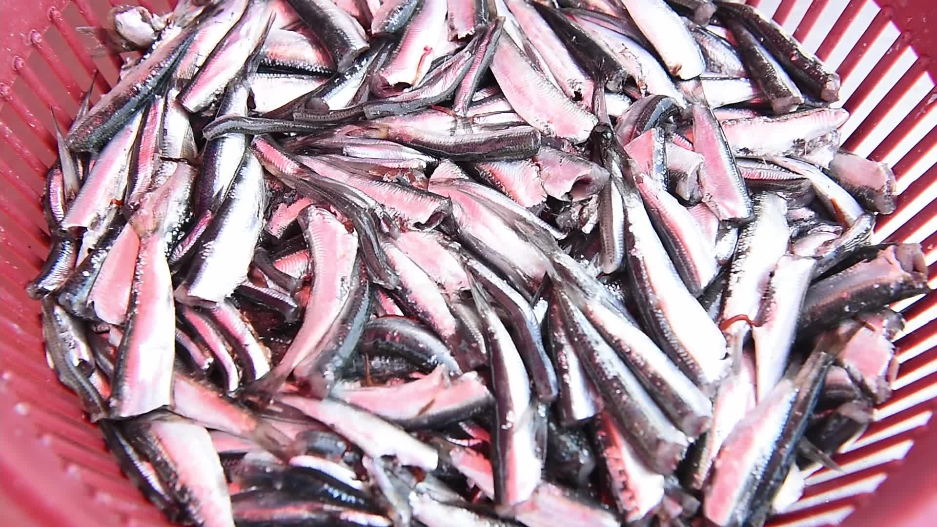 Fishing in Beirut amid the economic crisis