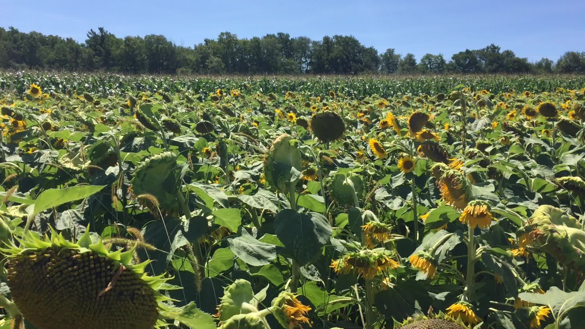 Sunflower field in Canada