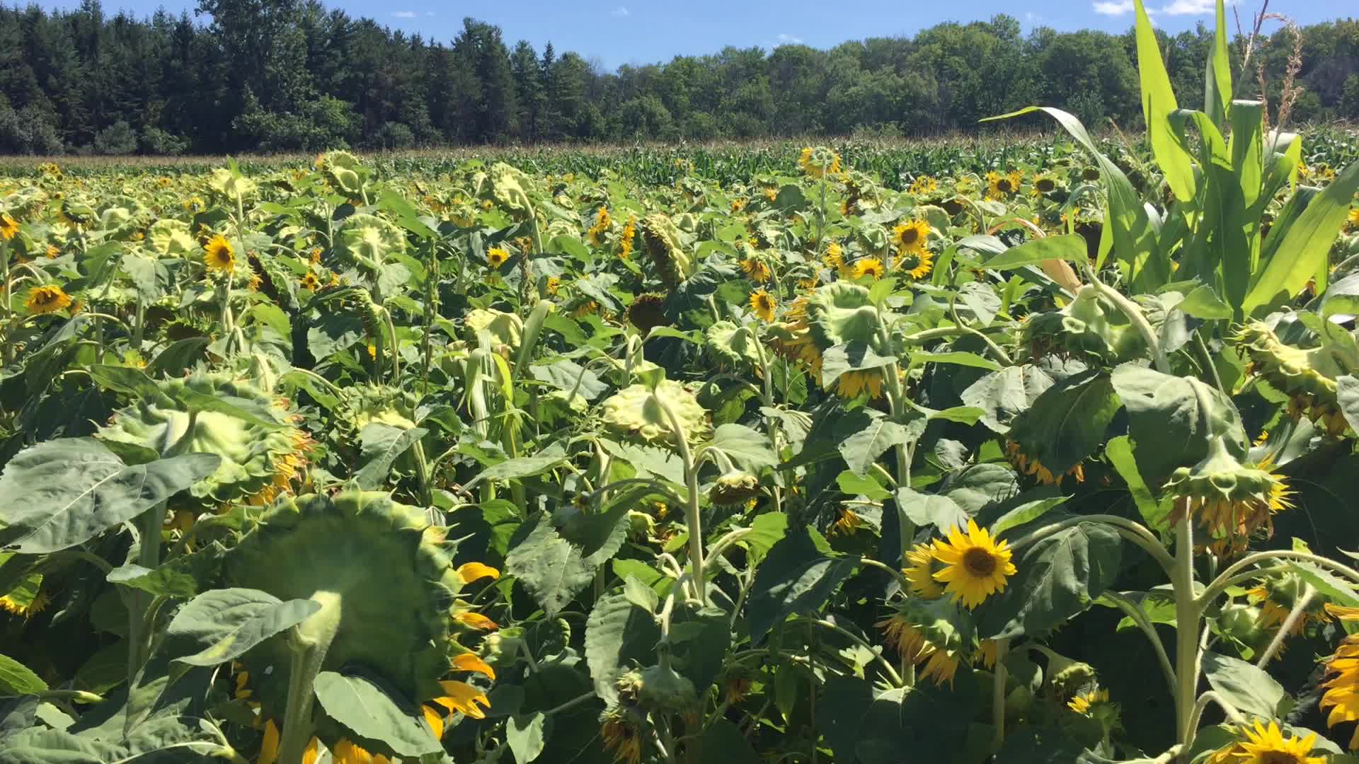 Sunflower field in Canada