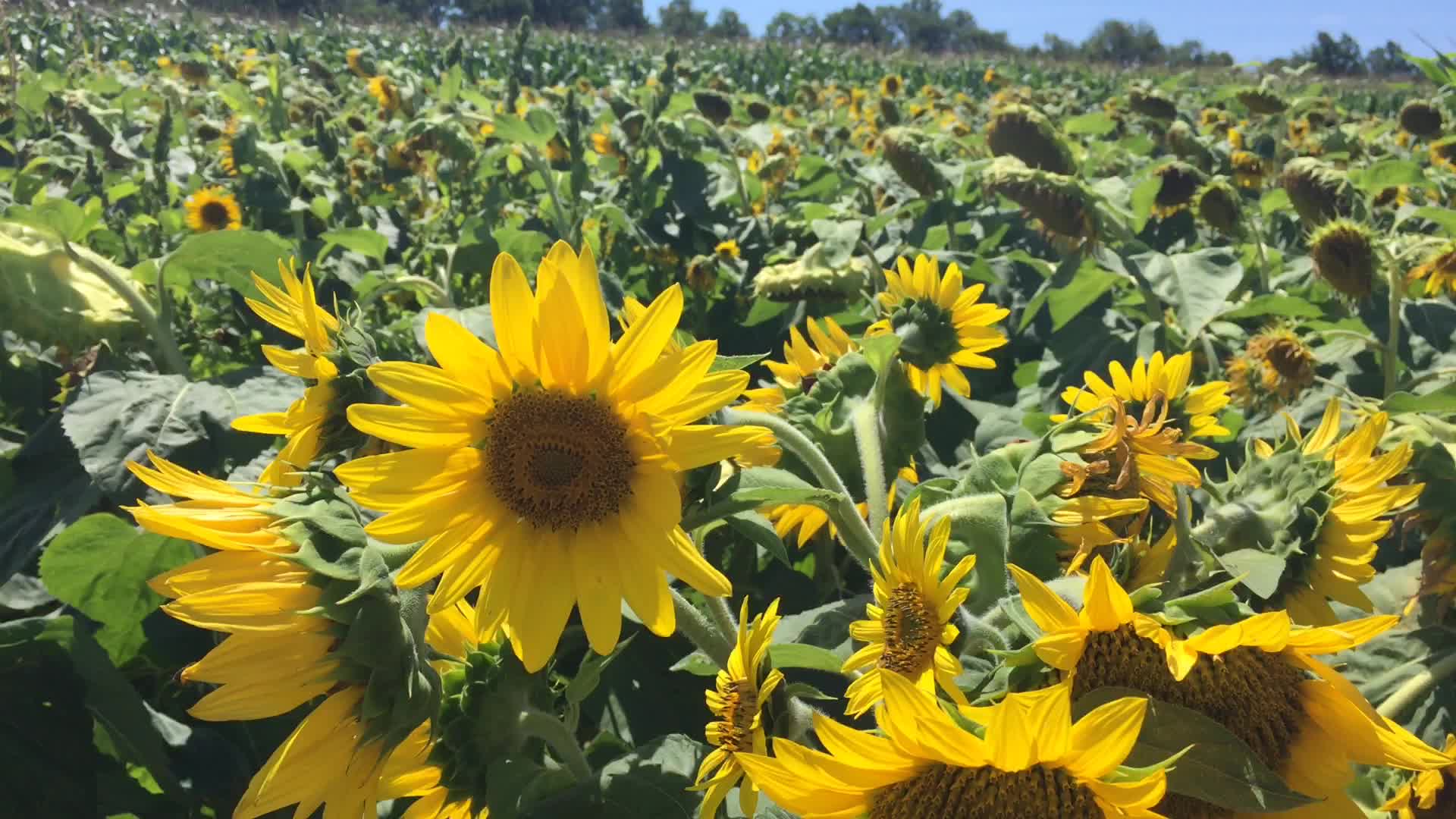 Sunflower field in Canada
