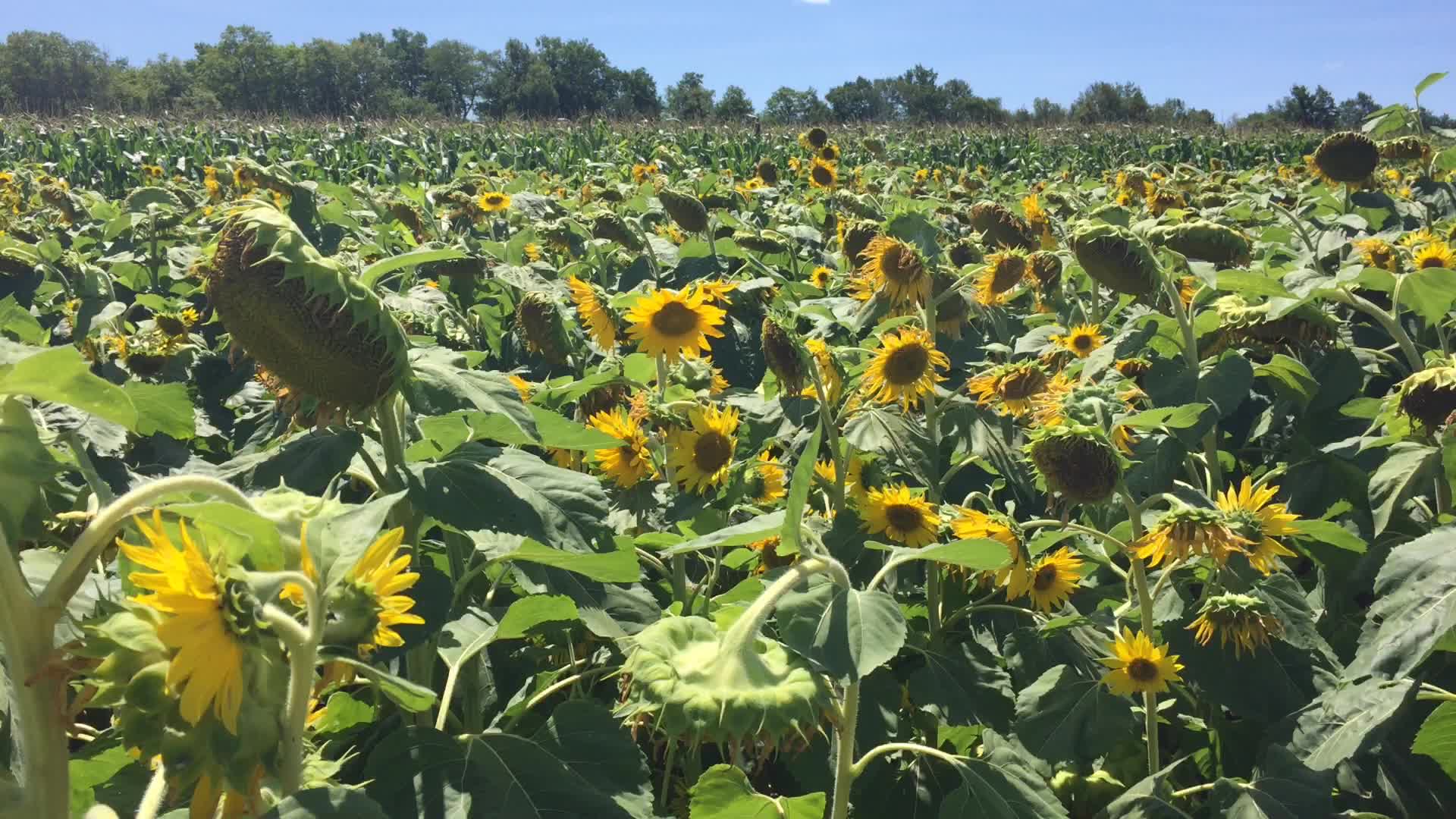 Sunflower field in Canada