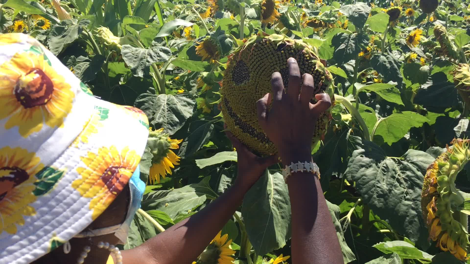 Sunflower field in Canada