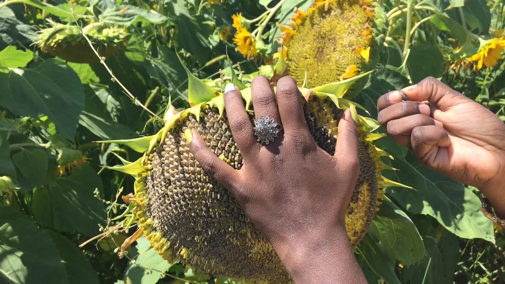 Sunflower field in Canada