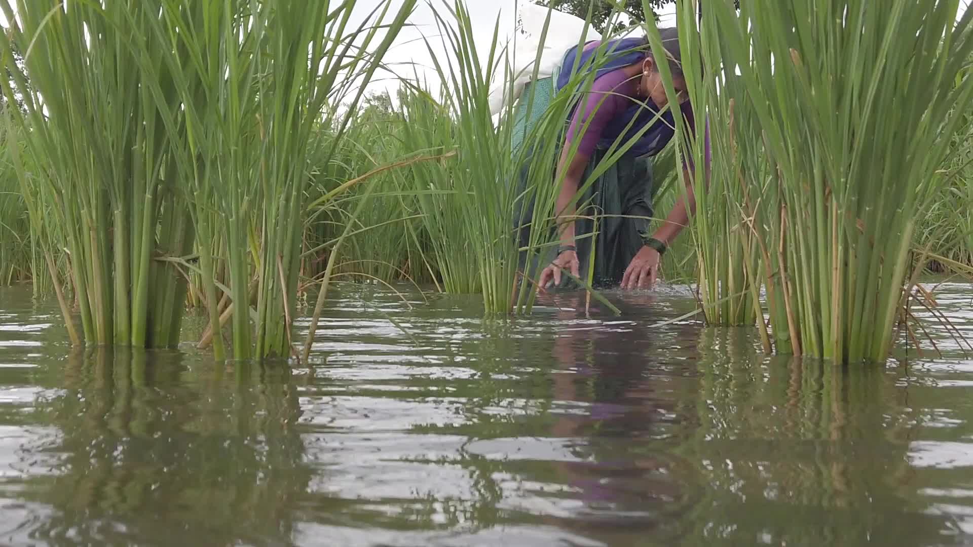 Farmer farming