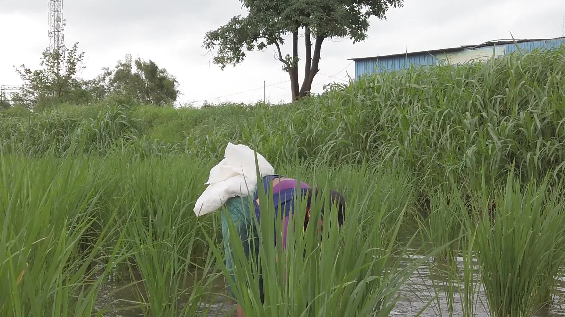 Farmer farming