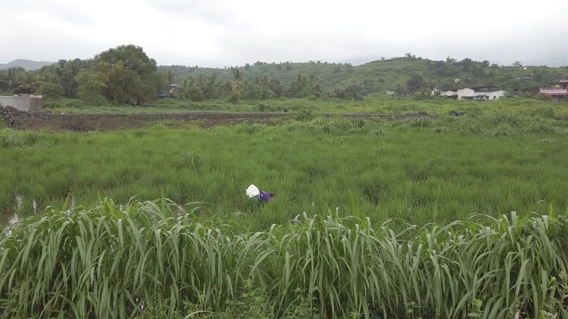 Farmer farming