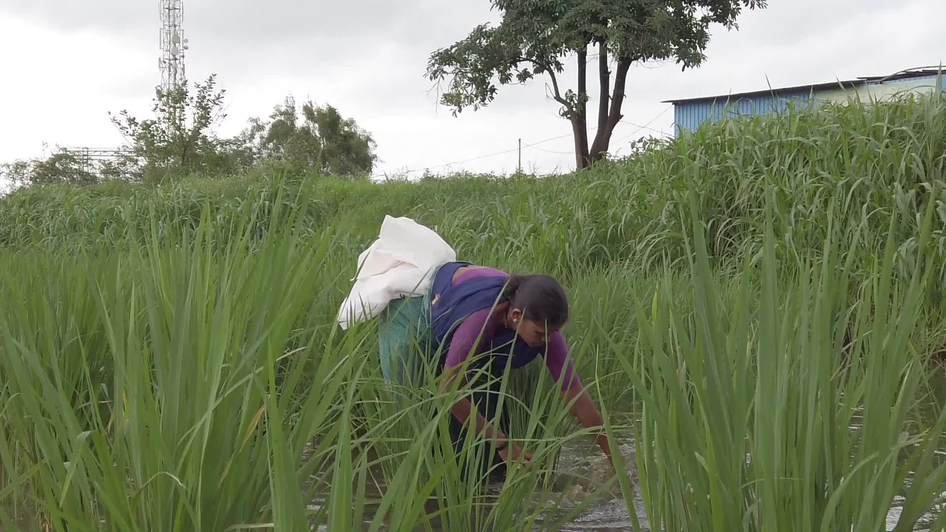 Farmer farming